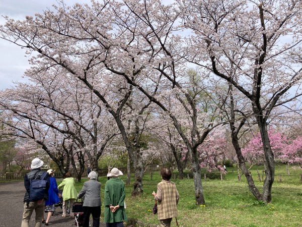 【カルチャーClubあかね覚王山】桜を各所で堪能！サムネイル
